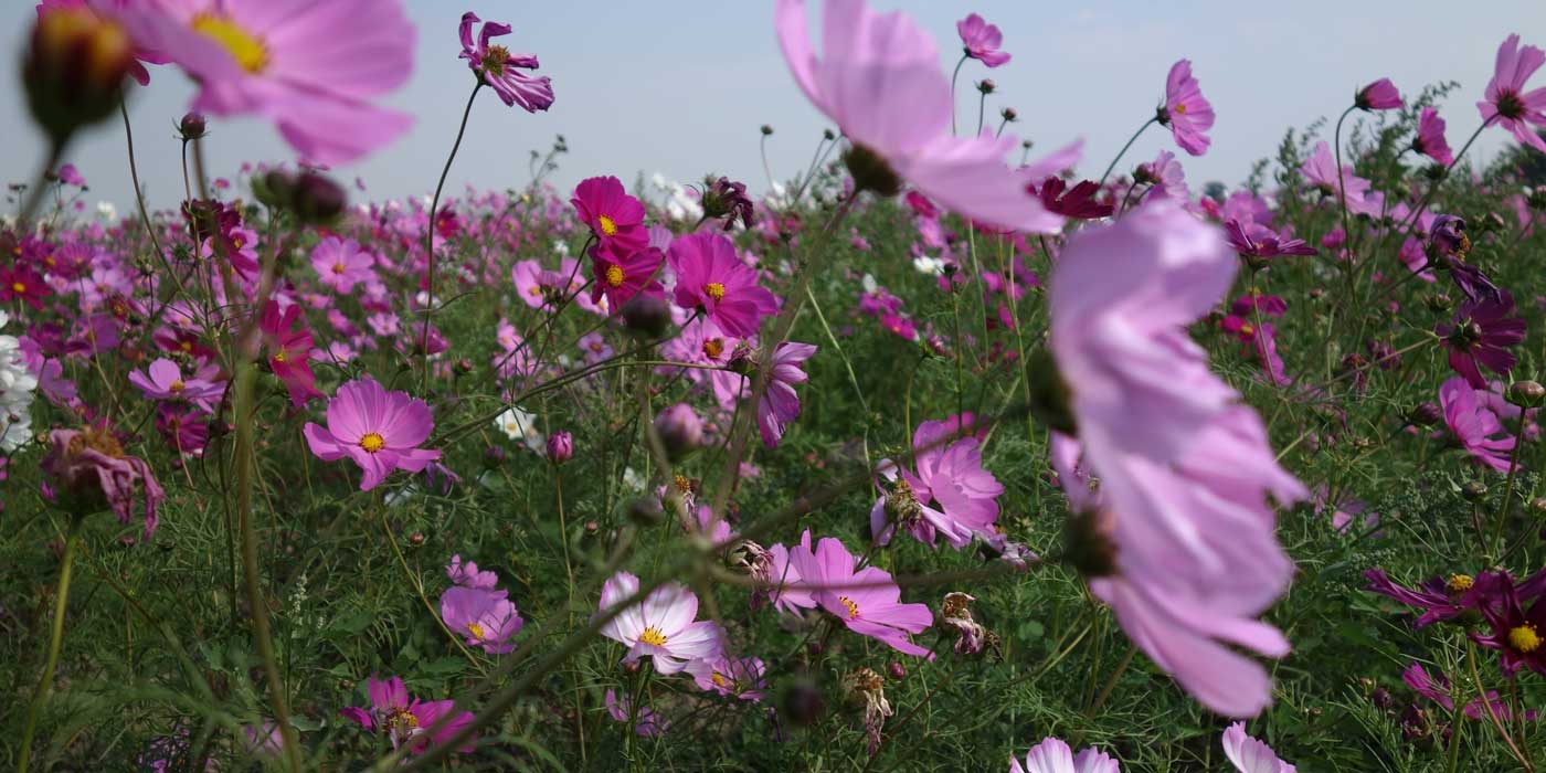 "Sea of Flowers", or so I thought. | Curious Nut